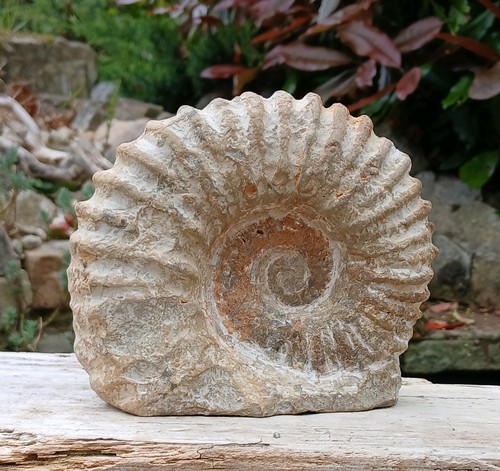 Large fossil ammonite - large,