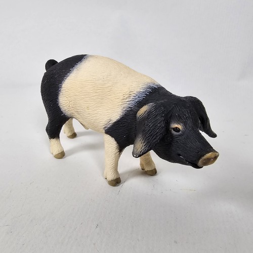 Swabian hall boar - swabian,