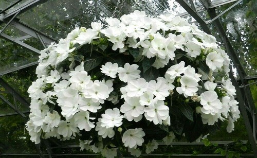 Busy lizzie white seeds - 25,