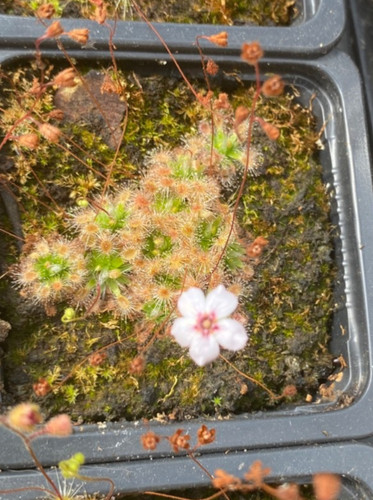 Drosera pulchella pygmy - drosera,