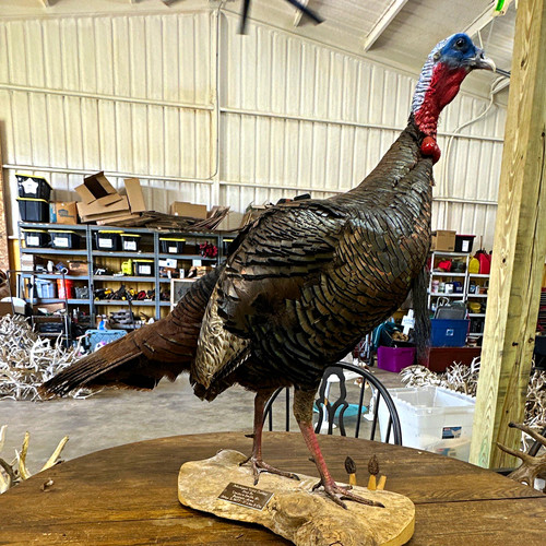 Turkey bird standing taxidermy - turkey,