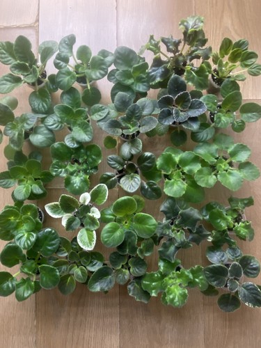 Set young plants - of,