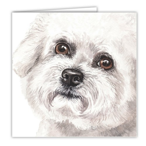 Bichon frise greetings card - bichon,