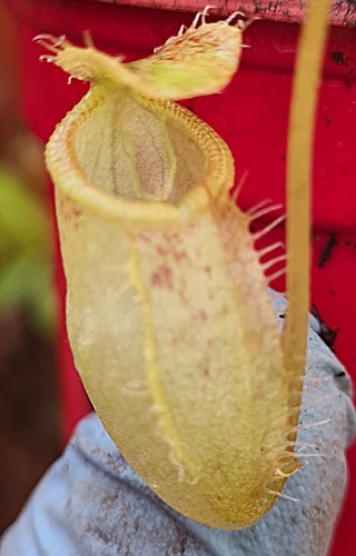 Nepenthes hamata tenuis - nepenthes,