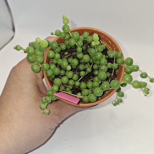 String pearls senecio - of,