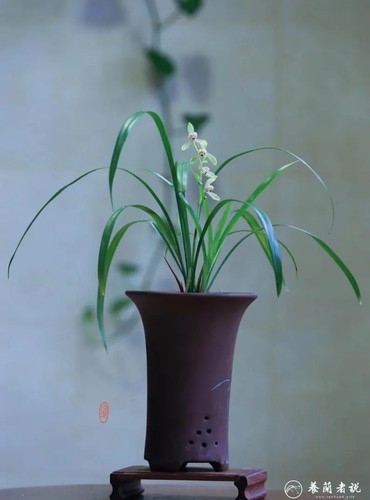 Cymbidium ensifolium chang le - ensifolium, 'chang