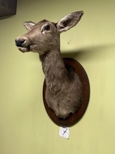 Doe head on the board, Taxidermy, Throphies