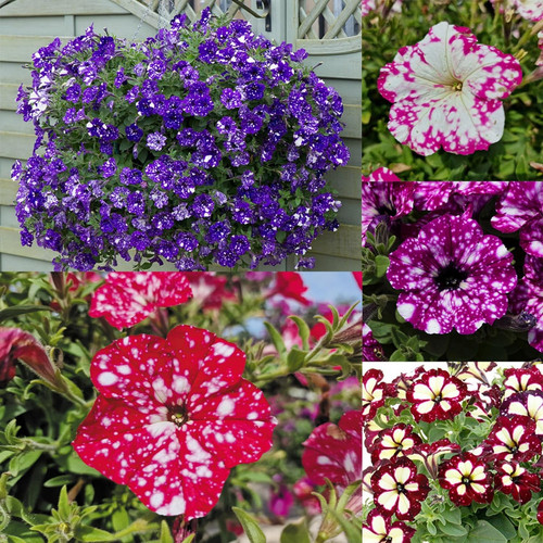 1000 mixed petunia - mixed, seeds