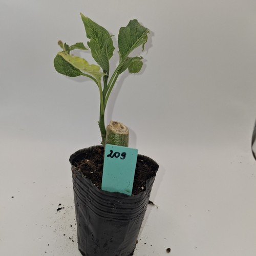 Brugmansia single white angel - brugmansia,