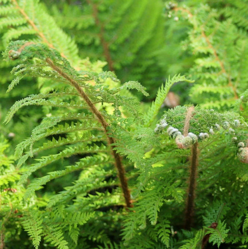 Soft shield fern polystichum - shield,