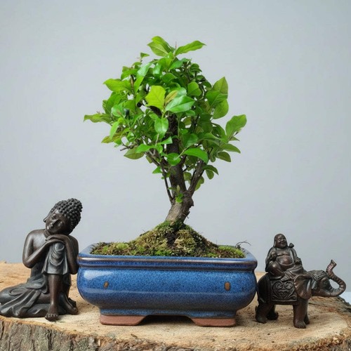 Bird plum bonsai - bird,