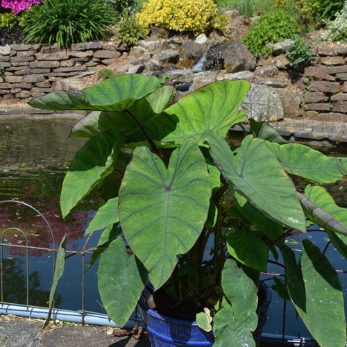 Colocasia blue hawaii - blue, pack