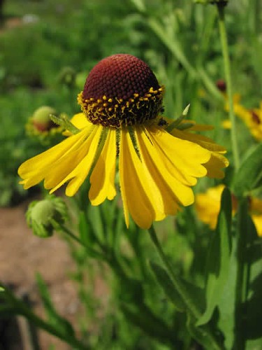 Helenium purple headed - 50+,