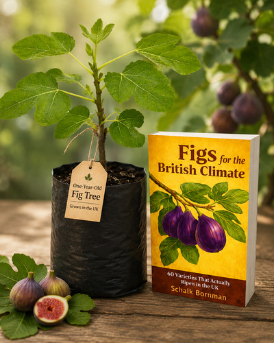 Brown turkey fig tree - , plus