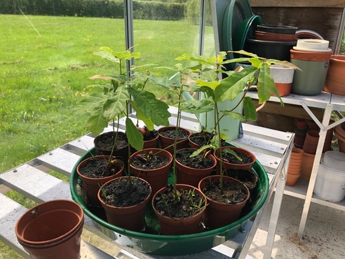 New forest oak seedlings from - new,