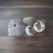 Three Sea Urchin Shells Crafts