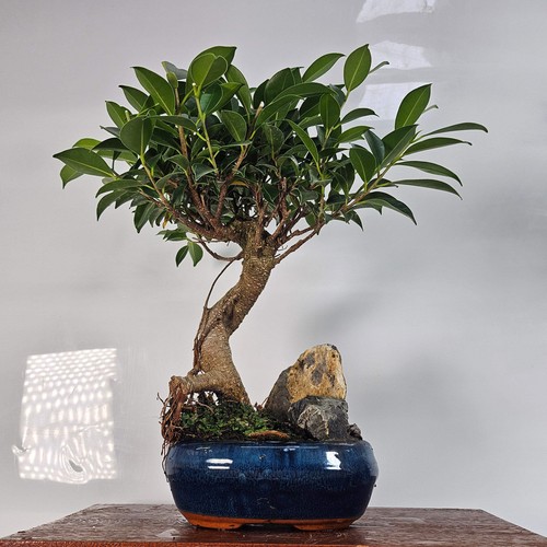 Ficus microcarpa - (banyan, fig)