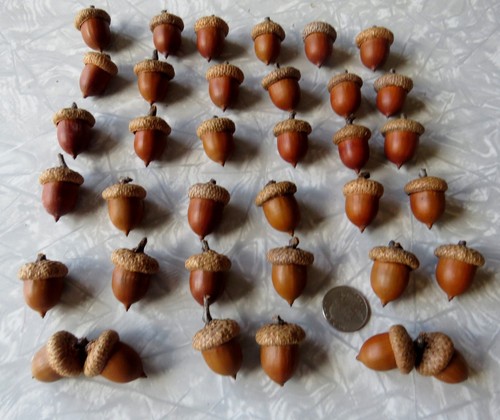 Lot red oak acorns - oak,