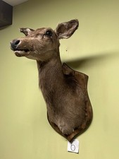 Doe head on the board, Taxidermy, Throphies