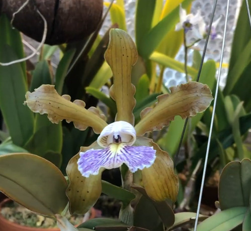 Cattleya schilleriana var