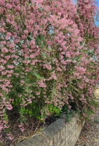 Litre large escallonia - 5,