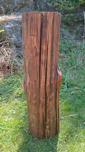 Tree stump log table seasoned