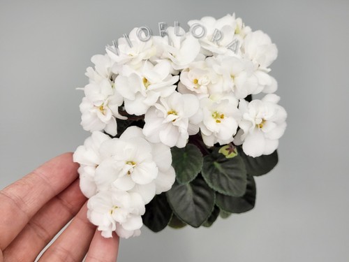 Indoor blooming plant - indoor,