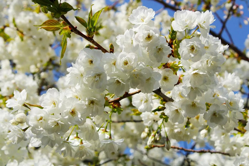 Prunus shirotae cherry blossom - cherry,