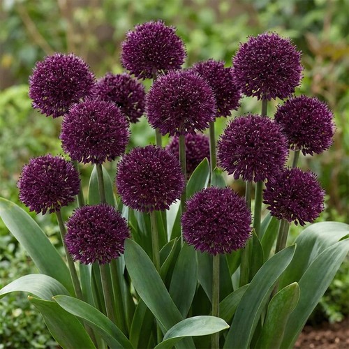 Allium ostara bulbs x25 - allium,
