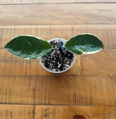 Hoya carnosa tricolor - tricolor, rooted