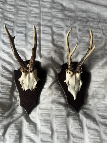 Roe deer skull and - 2x,
