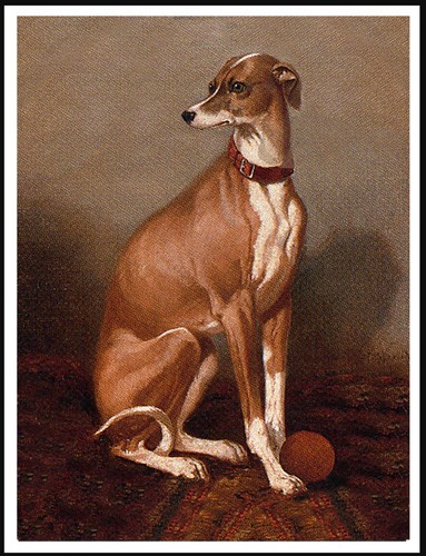 Italian greyhound lovely dog - italian,