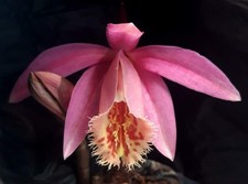 1x Pleione Rakata Orchid FS