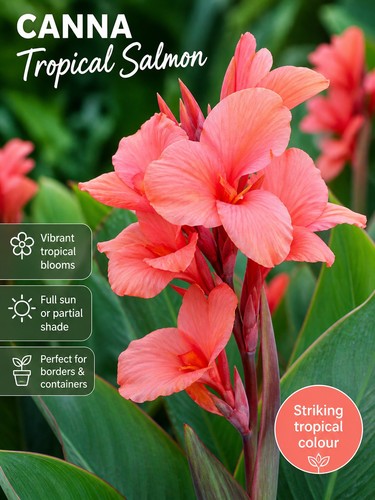 Canna tropical salmon plant - tropical,