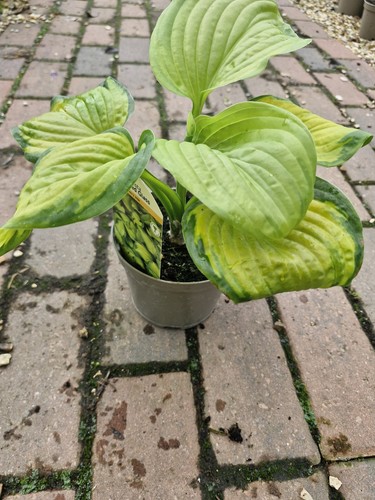 Hosta stained glass - 'stained, glass'