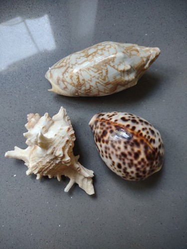 Voluta cowry spiky - cowry, conch