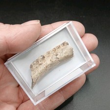 Fossil Fish Jaw Garfish