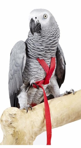 Avian adventure parrot harness - avian,