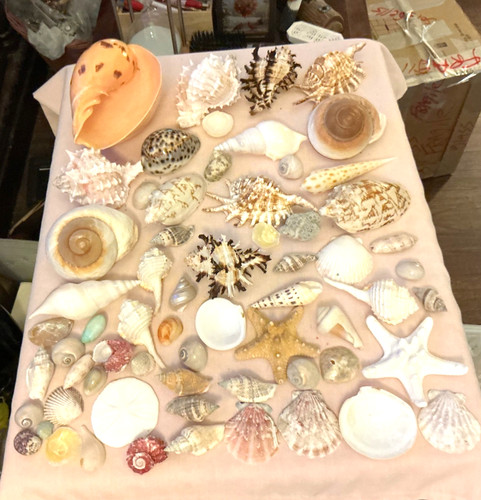 Lot extra large - #9, seashell
