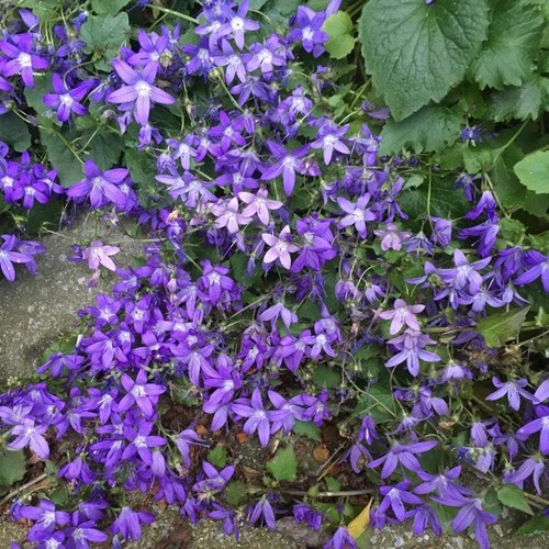 Campanula blue poscharskyana - campanula,