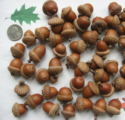 Whole natural acorns in - 35,