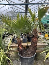 Mexican Fan Palm. Washingtonia