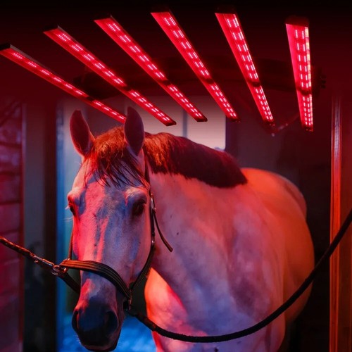 Horse solarium redfy - redfy, use