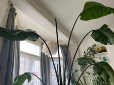 🌴 Bird of Paradise