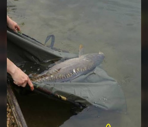 Camo mesh carp sack - mesh,