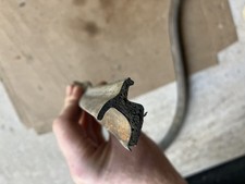 Genuine used type variant - genuine,