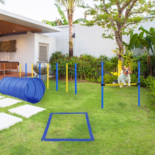 Backyard dog agility training - agility,