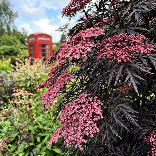 Sambucus cherry lace 9cm plant - sambucus,