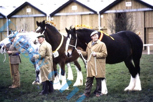 Dray horses show - show, ring