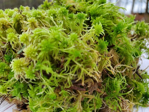 Fresh live sphagnum for - fresh,